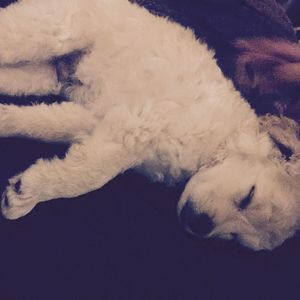 Meet your Posher, Maria